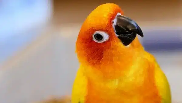 sun conure in a house